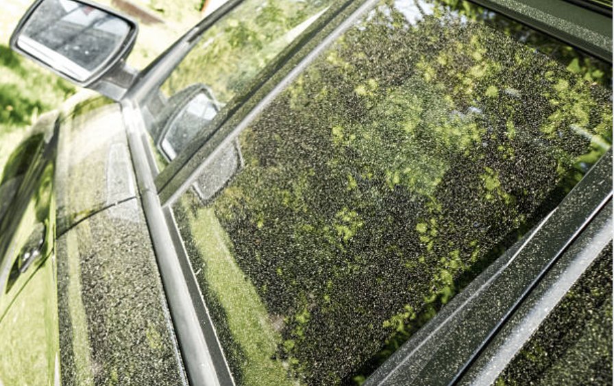 How To Protect Your Car From Pollen (Pt. 2) — Allen Auto Detailing